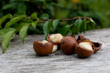 Macadamia fruit on wood
