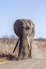 Fototapeta premium African bush elephant in Kruger National park, South Africa ; Specie Loxodonta africana family of Elephantidae