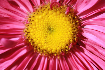 macro of pink daisy petals and stamen