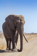 Fototapeta premium African bush elephant in Kruger National park, South Africa ; Specie Loxodonta africana family of Elephantidae