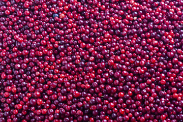 Cowberry. Lingonberry. Background of red ripe berries. Vaccínium vítis-idaea.