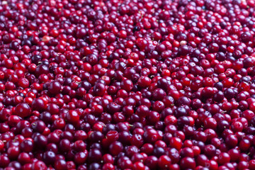 Cowberry. Lingonberry. Background of red ripe berries. Vaccínium vítis-idaea.