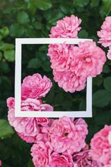 Creative and nature concept. Flowers of pink rose with paper card frame for text.