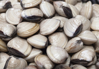 Fresh clams in a market in Vietnam