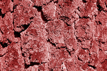 Birch tree bark texture in red tone.