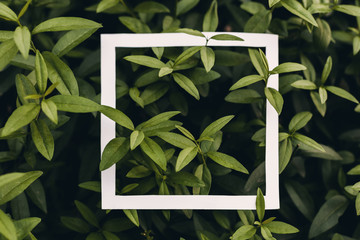 Green leaf background with concept design white frame border