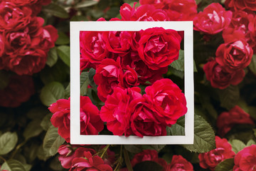Creative and nature concept. Flowers of red rose with paper card frame for text.