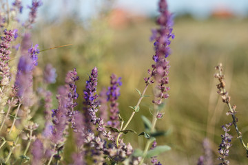 Surprisingly beautiful colorful floral background. Salvia flowers in rays of summer sunlight in outdoors on nature macro, soft focus. Atmospheric photo, gentle artistic image