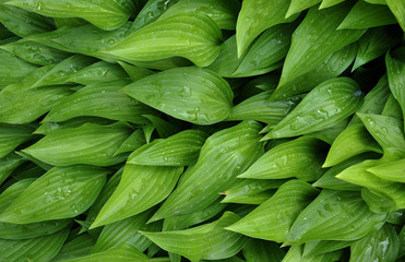 Background and texture with green foliage