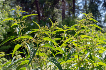 stalks of flowering nettle. Medicinal herbs in the wild