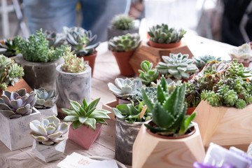 Various types of mini cactus,zebra plant ,echeveria succulent on the market