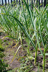 A bed with green garlic. Farmer's garlic cultivation
