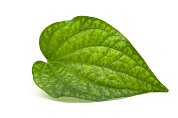 Fototapeta na wymiar Fresh green leaves branch isolated on white background of file with Clipping Path .