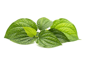 Fresh green leaves branch  isolated on white background of file with Clipping Path .