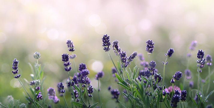 Lavender flowers in summer morning
