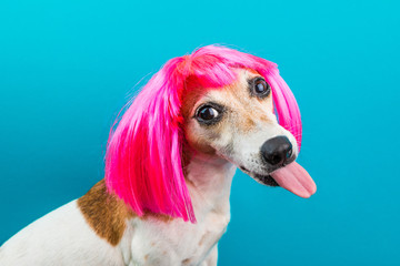 Adorable small dog in pink wig on blue backgrond. Tongen licking. Concept dog portrait