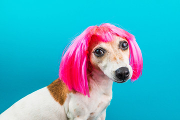 Cute small dog in pink wig on blue background looking to the camera. Fashion pet
