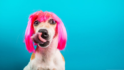 Funny dog in pink wig. waiting for a delicious meal licking. Blue background. Pet pup theme