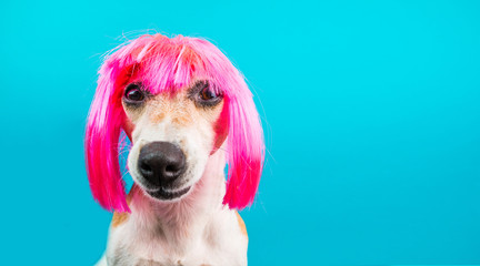 Dog in pink wig looking with contempt and suspicion. Tongue. Funny muzzle portrait. Blue background.