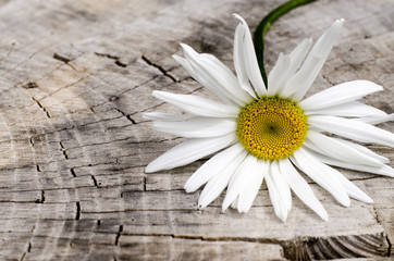 Obraz premium Isolated chamomile on an old wooden background