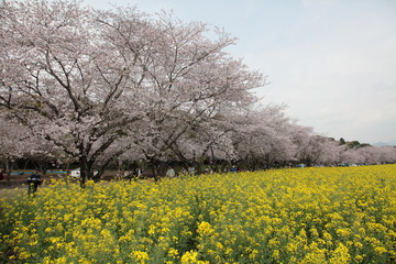 桜と菜の花の共演