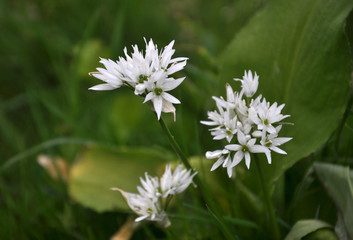 Flowering Allium ursinum