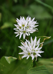 Flowering Allium ursinum