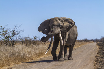 Fototapeta premium African bush elephant in Kruger National park, South Africa ; Specie Loxodonta africana family of Elephantidae