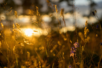 Blue Bell Flowers in the sun. Beautiful meadow field with wildflowers close up