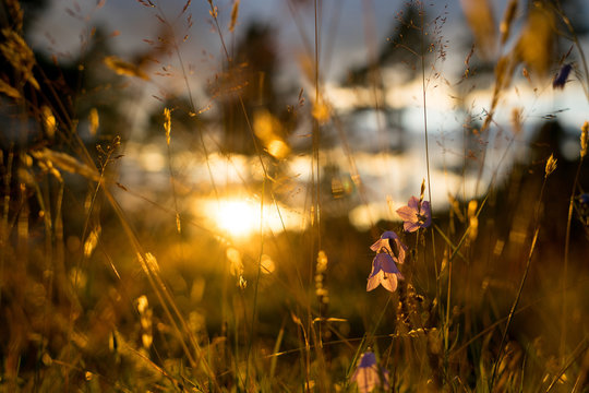 Blue Bell Flowers in the sun. Beautiful meadow field with wildflowers close up