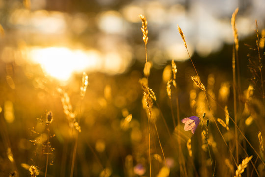 Blue Bell Flowers in the sun. Beautiful meadow field with wildflowers close up