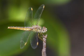 Ditch Jewel dragonfly - Brachythemis contaminata, beautiful blue dragonfly from Sri Lanka lakes and rivers.
