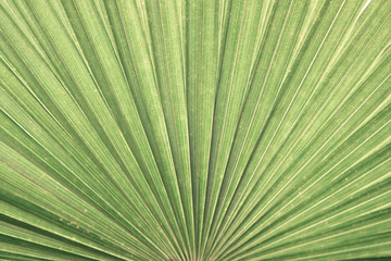 closeup palm leaf texture background