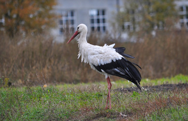 Lonely stork wanders on the edge of the village
