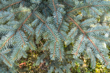 Blue spruce of fir tree branches. Close-up