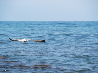 Seagul flying over the sea near the mountains