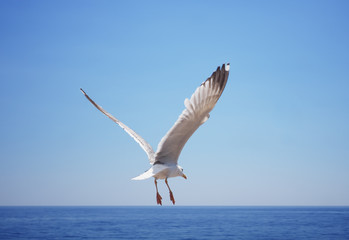 Seagul flying over the sea near the mountains