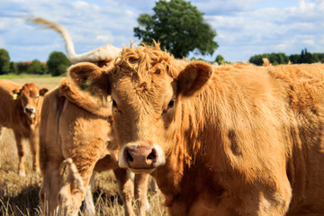 portrait of a cow