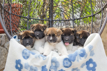 five puppies of akita lie on a plaid in an armchair in the yard
