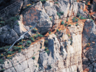 Seagul flying over the sea near the mountains