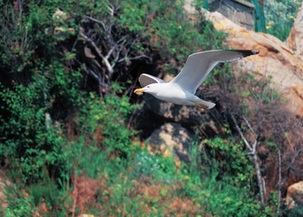 Seagul flying over the sea near the mountains