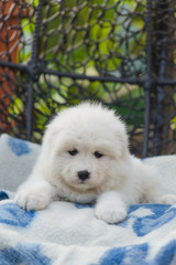 cute Samoyed puppy lies in an armchair in the yard
