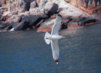 Seagul flying over the sea near the mountains