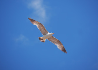 Obraz premium Seagul flying over the sea near the mountains