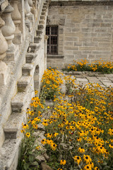 Yellow flowers in courtyard of old house