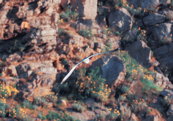 Seagul flying over the sea near the mountains