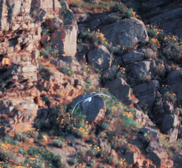 Seagul flying over the sea near the mountains