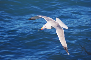 Seagul flying over the sea near the mountains
