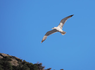 Fototapeta na wymiar Seagul flying over the sea near the mountains