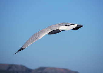 Seagul flying over the sea near the mountains